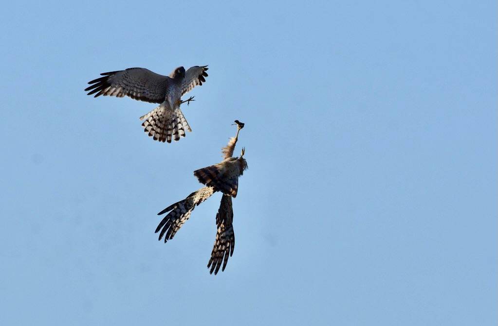 Northern harrier on Seedskadee Natioanal Wildlife Refuge by Tom Koerner/USFWS Mountain Prairie is marked with Public Domain Mark 1.0.